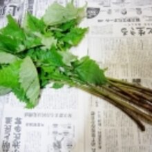 山菜ミズの葉のマヨおひたし レシピ 作り方 By yamat 楽天レシピ 山菜ミズの葉のマヨおひたし レシピ 作り方 By yamat 楽天レシピ